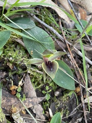 Chiloglottis valida