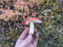 Russula rhodocephala