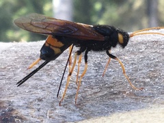 Urocerus flavicornis