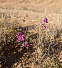 Swainsona villosa
