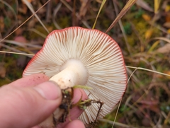 Russula rhodocephala