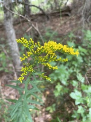 Solidago odora