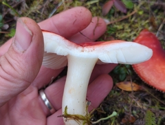 Russula rhodocephala