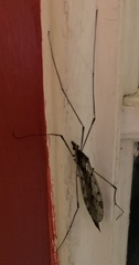 Tipula