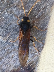 Urocerus flavicornis
