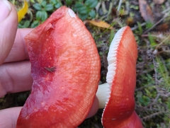Russula rhodocephala
