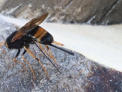 Urocerus flavicornis