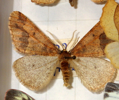 Erannis defoliaria
