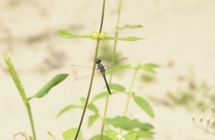 Brachydiplax sobrina