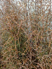 Coprosma rugosa