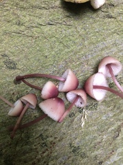 Mycena sanguinolenta