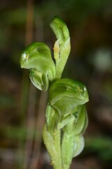 Pterostylis cycnocephala