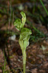 Pterostylis cycnocephala