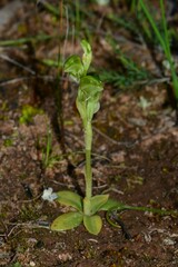 Pterostylis cycnocephala