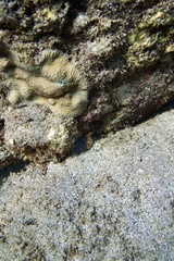 Anampses caeruleopunctatus