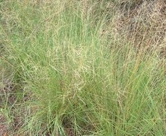 Eragrostis echinochloidea