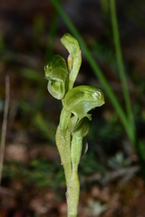 Pterostylis cycnocephala
