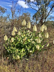 Ptilotus nobilis
