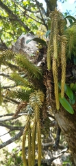 Phlegmariurus