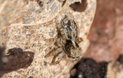 Maratus