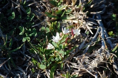Hesperantha falcata