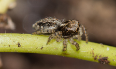 Maratus