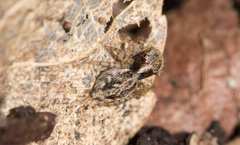 Maratus
