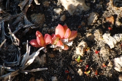 Delosperma guthriei