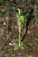 Pterostylis cycnocephala