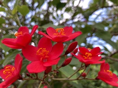 Jatropha integerrima
