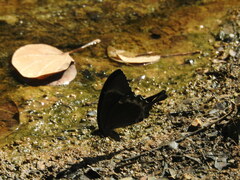 Papilio crino