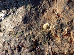 Mollusca