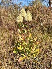 Ptilotus nobilis