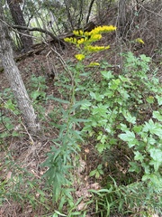 Solidago odora