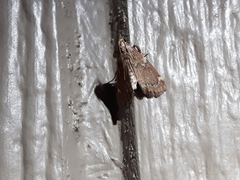 Hypsopygia intermedialis