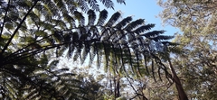 Cyatheaceae