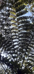 Cyatheaceae