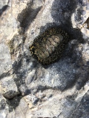 Acanthopleura gemmata