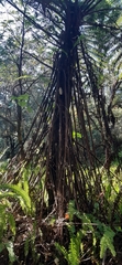 Cyatheaceae