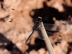 Diplacodes lefebvrii