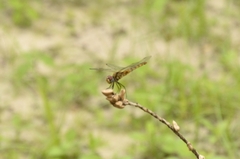 Urothemis signata