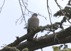 Columba oenas