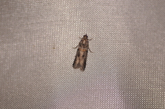 Acrobasis tricolorella