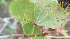 Eriophyes diversipunctatus