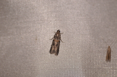 Acrobasis tricolorella