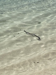 Laticauda saintgironsi