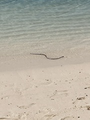 Laticauda saintgironsi