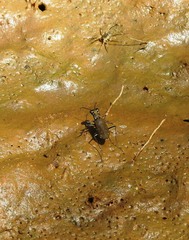 Myriochila undulata