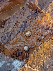 Cellana tramoserica