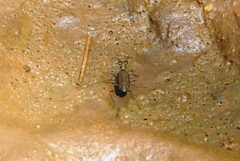 Myriochila undulata